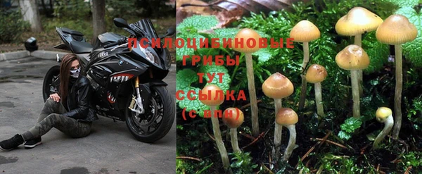 PSILOCYBIN Инта