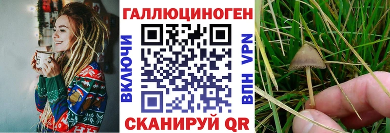Галлюциногенные грибы Psilocybe  Кашира 